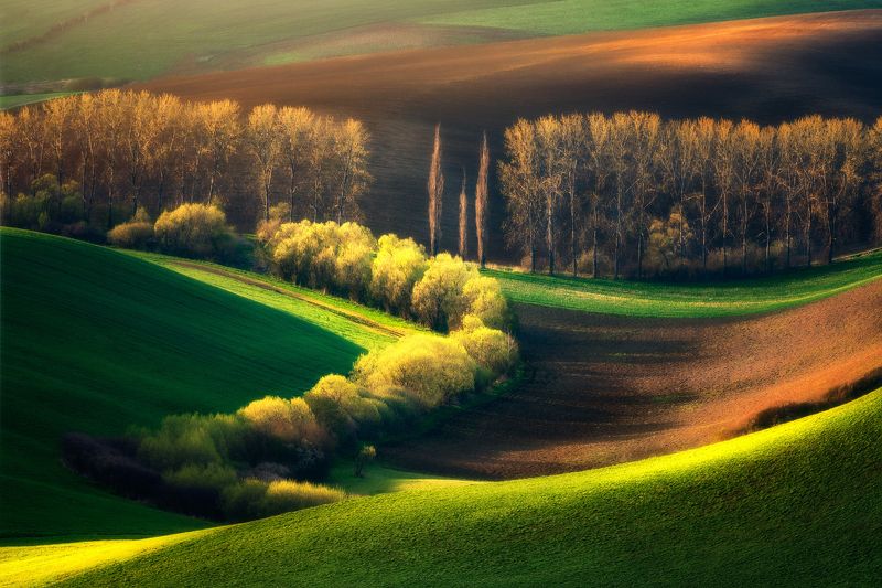 Lines of springphoto preview