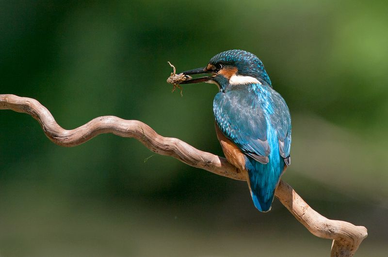 Зимородокphoto preview