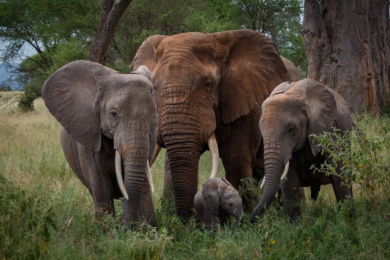 семейный портретphoto preview