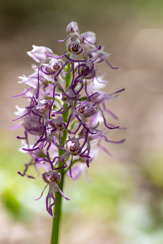 Пляски туземцевphoto preview