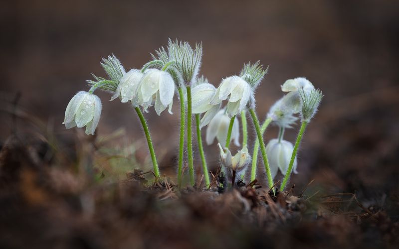 подснежники, сон-трава, весна Сибирские подснежники. фото превью