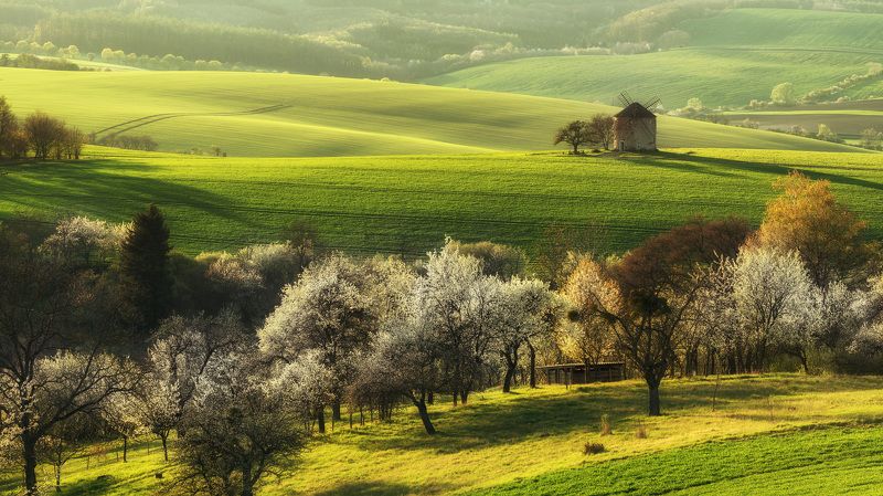 spring,tree,landscapes Blooming springphoto preview