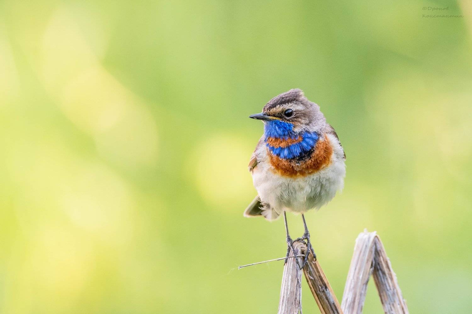 Гарный хлопец. Автор: Дронов Константин варакушка, птицы, фотоохота, Дронов Константин