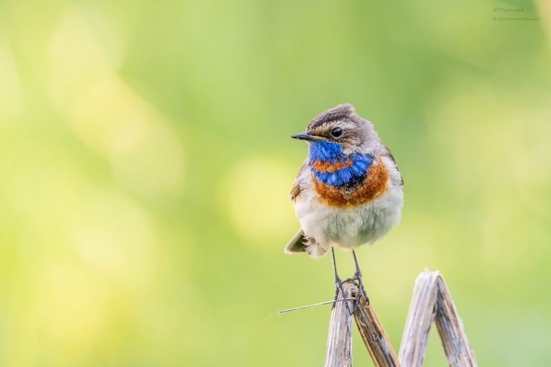 варакушка, птицы, фотоохота Гарный хлопецphoto preview