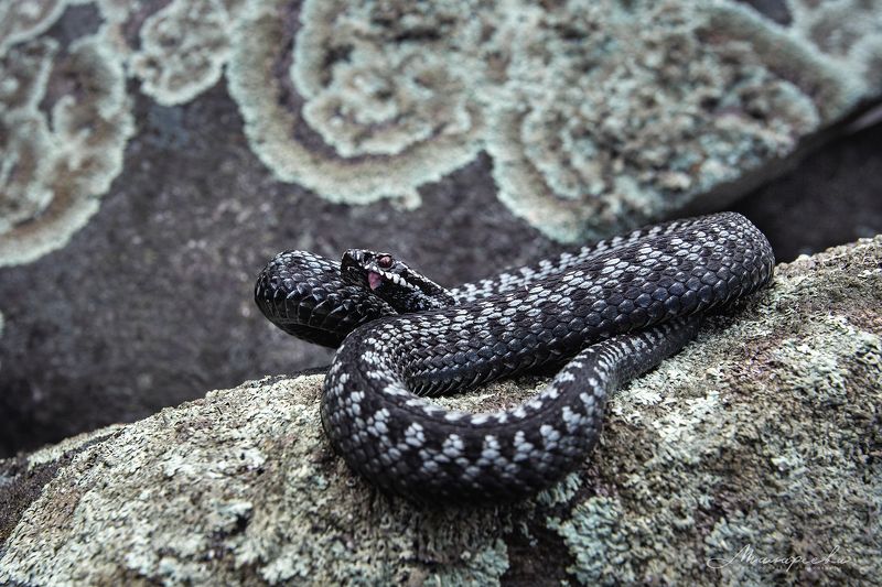 урал, гадюка, змея, рептилия Обыкновенная серая гадюкаphoto preview