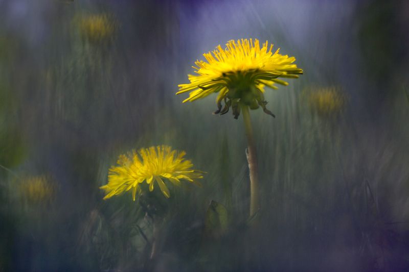 миламиронова, макро, весна, цветы, одуванчик, сон Весенний сон...photo preview