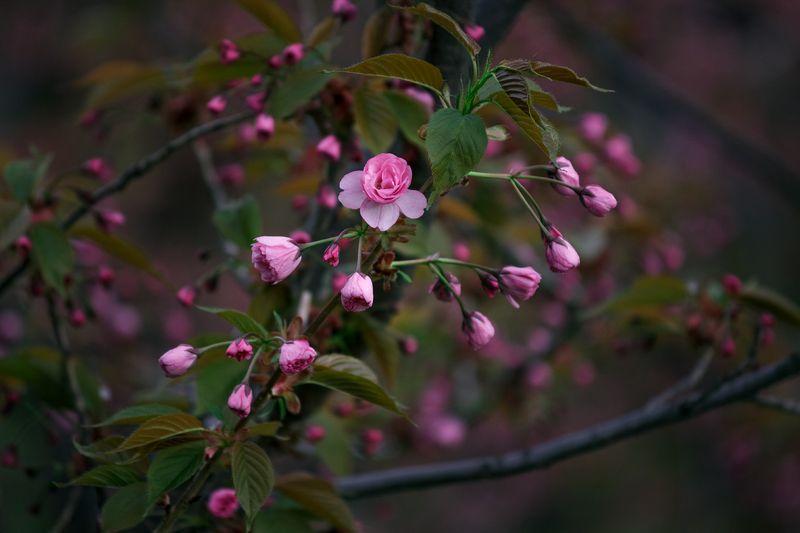 canon 55-250, beautiful, красивый, moment, момент, nature, природа, весенняя, spring, весна, blossoming, цветущая, branch, ветка, flowers, цветы, sakura, сакура, Первые из распустившихся :)photo preview