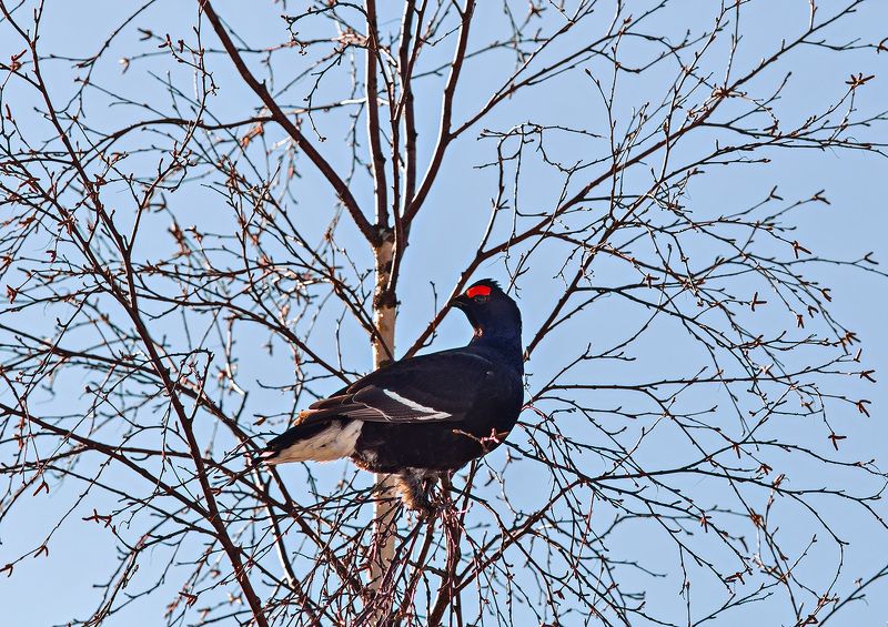 тетерев,касач,коми,печора,весна,север,птицы,анималистика,природа,black grouse, kasach, komi, pechora, spring, north, birds, animalistics, nature Тетерев - Касачphoto preview