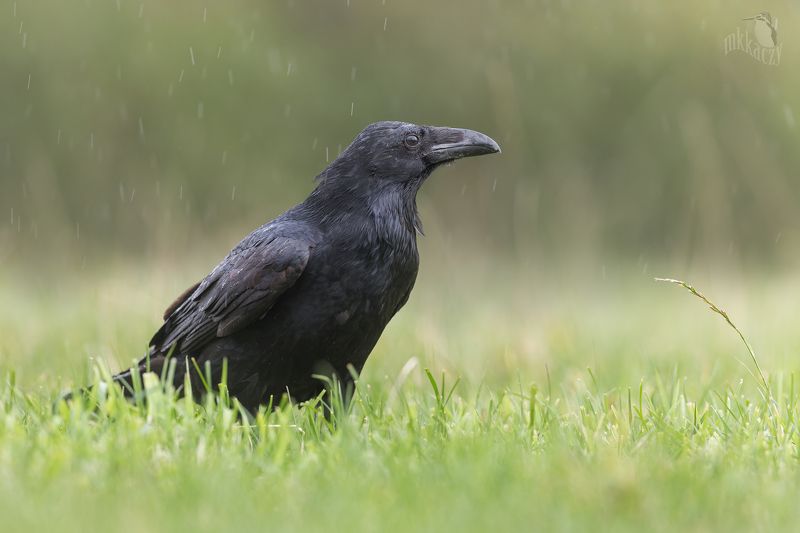 Raven Queenphoto preview