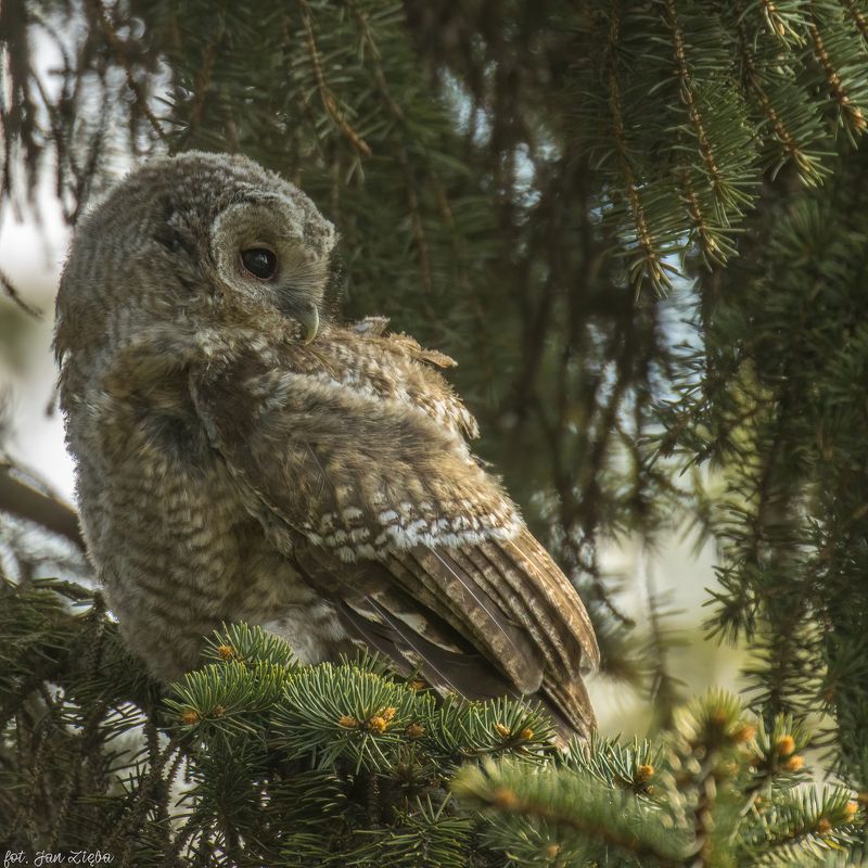 tawny owlphoto preview