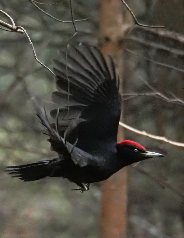 полетphoto preview