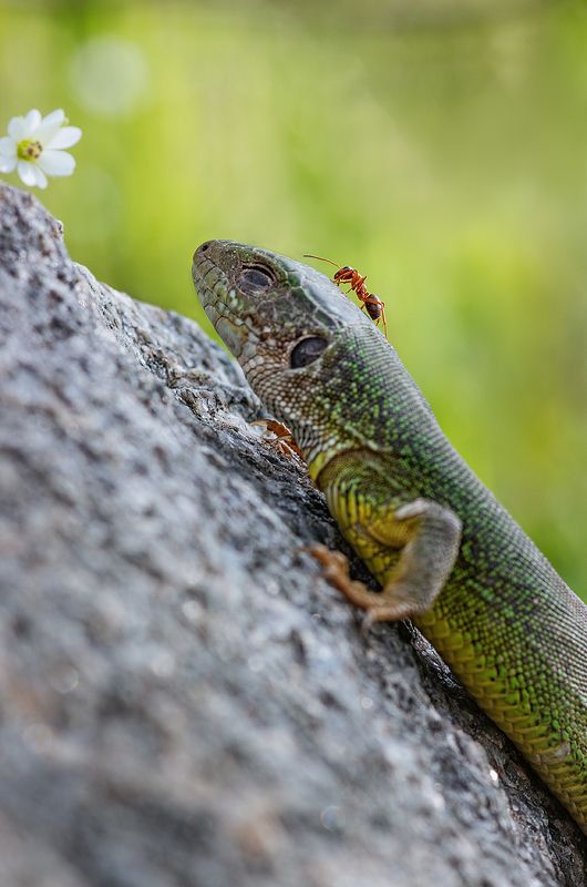 tokina 100 macro, beautiful, красивый, moment, момент, nature, природа, весенняя, spring, весна, wildlife, reptile, рептилия, lizard, ящерица, green, зеленая, pismire, муравей, Немножко ленящийся зверь :)photo preview