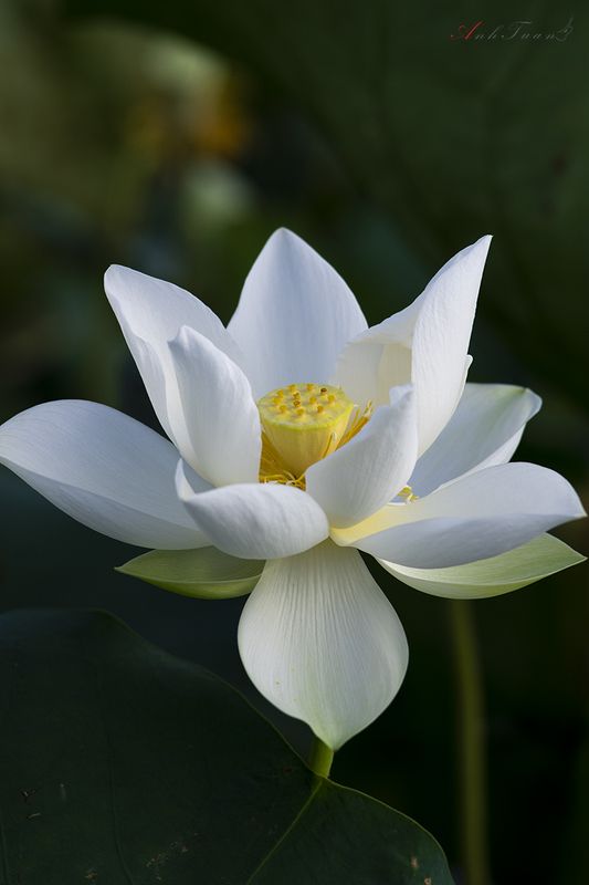 #sellingphoto.#lotus. Lotusphoto preview