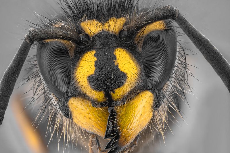 оса насекомое макро супермакро стекинг Осаphoto preview