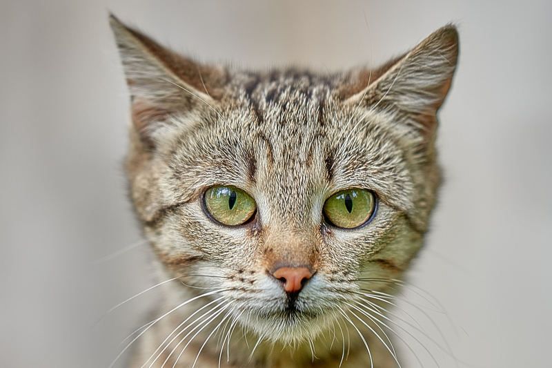 cat, portrait, animal, eyes Catphoto preview