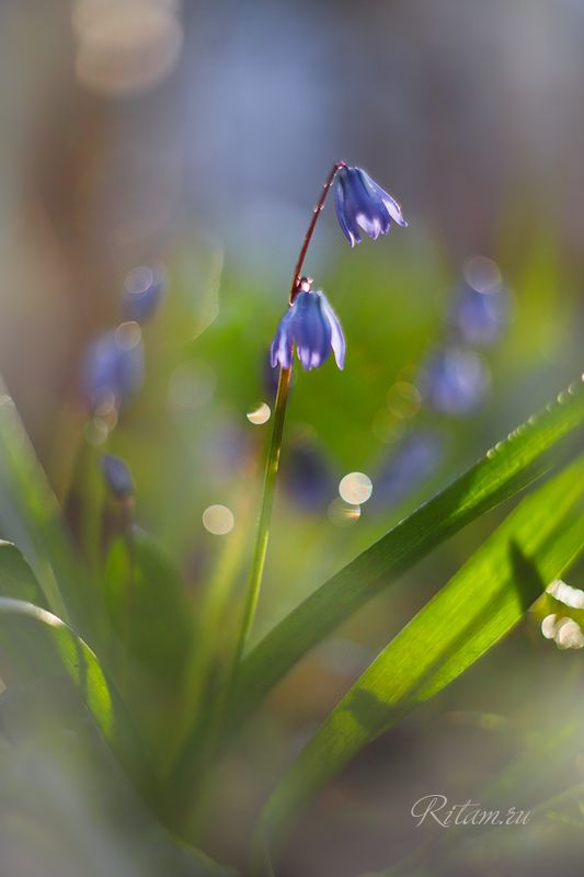 весна, spring, цветы, цветок, подснежники, подснежник, весенние цветы, первоцветы, flowers, flower, blossom, bloom, перелеска, перелески, боке, bokeh, макро, macro, closeup, гелиос, helios Весна / Springphoto preview