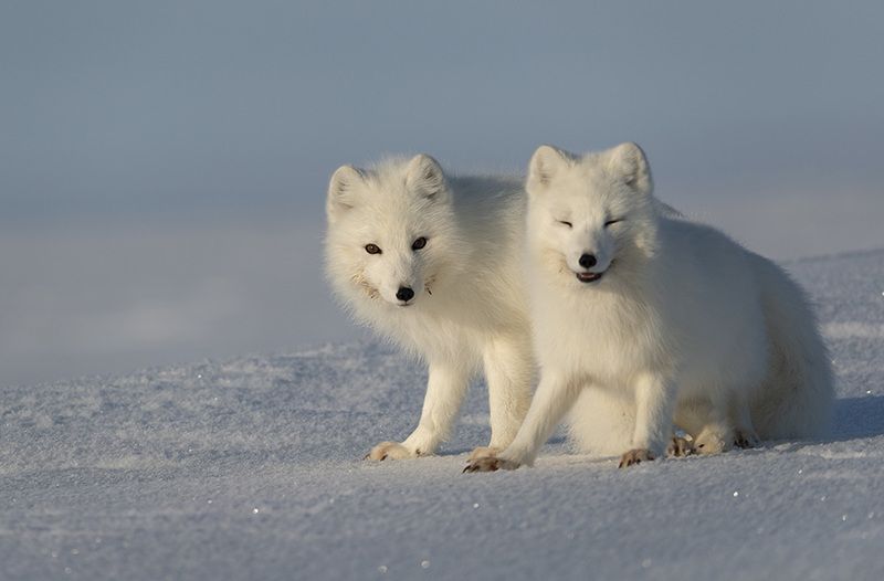 чукотка, арктика, тундра, весна, снег, песец, полярная лиса Весна...photo preview
