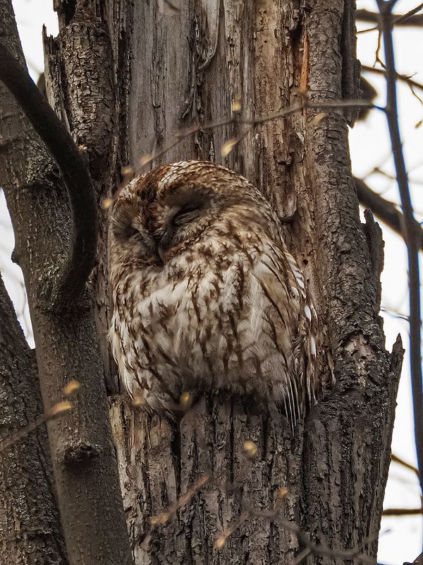 спят усталые совушки))photo preview