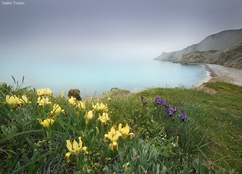 крым, ирисы Ирисы на крымском побережье фото превью