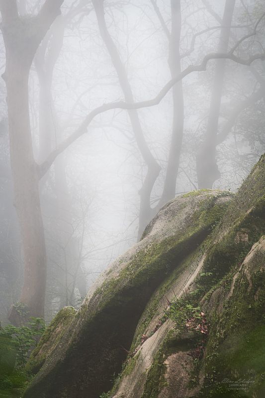 синтра, португалия, лес, туман, природа, пейзаж, весна, пасмурно, деревья В туманном лесуphoto preview