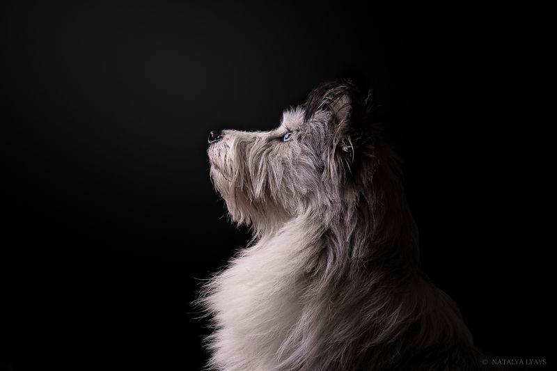 собака,животные,студия,черный,dog,animal,studio,canon,фото дня Жужаphoto preview