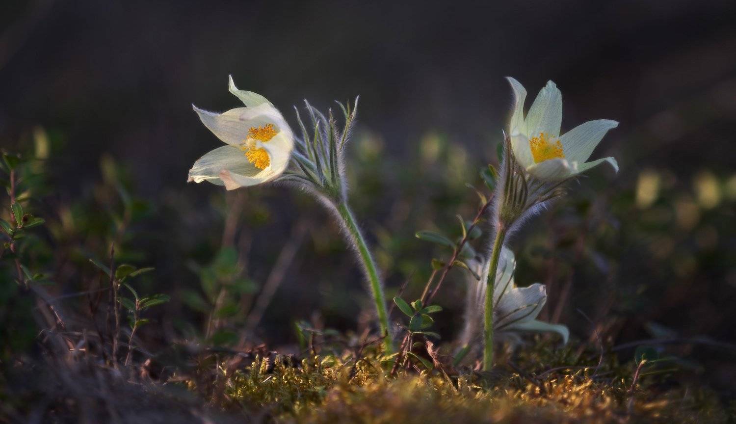 весна, сон-трава, цветы, первоцветы, лес,  Гобова Наталья
