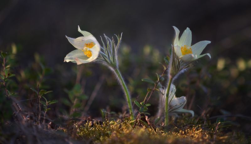 весна, сон-трава, цветы, первоцветы, лес Сон-трава. фото превью