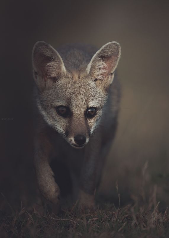 fox, wildlife, nature, 35award, animal, eye, bbc, planet, mamal, Indian fox pupphoto preview