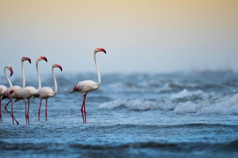 flamingo, greater flamingo, nature, pink beauty, kutch, grk, greater rann of kutch, gujarat, state bird of gujarat, wildlife, nature, parthkansarawildlife, nakhatrana, Greater flamingophoto preview