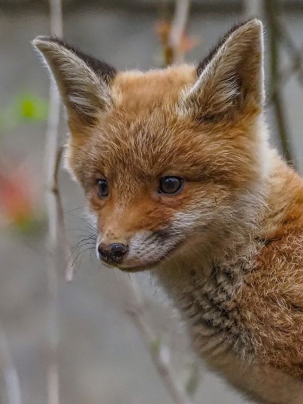 любопытный малыш фото превью