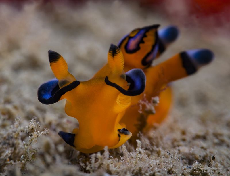 подводное фото подводный мир хургада египет жогло zhoglo красное море Покемонphoto preview