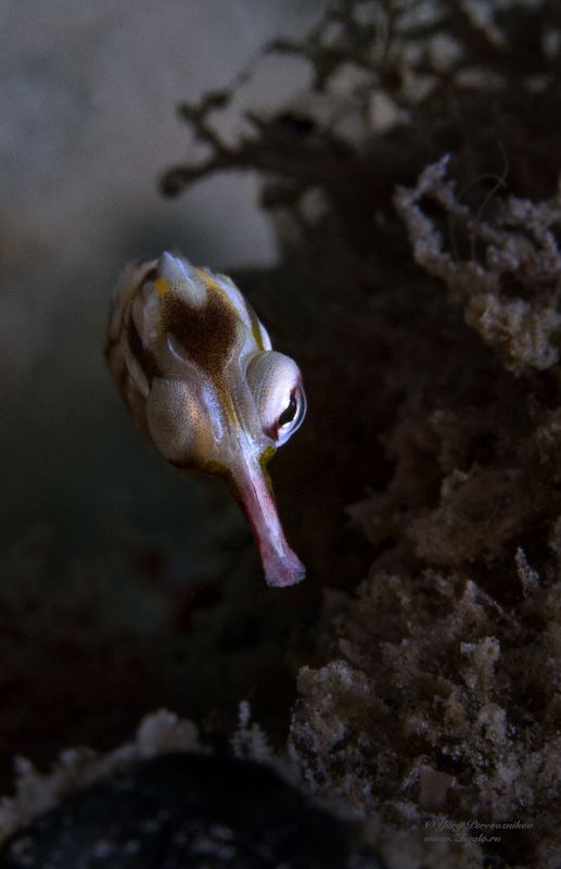 подводное фото подводный мир хургада египет жогло zhoglo красное море Одноглазикphoto preview