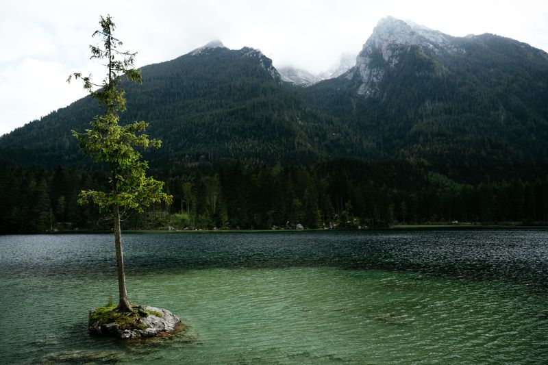 озеро; дерево; горы Одинок, но не сломленphoto preview