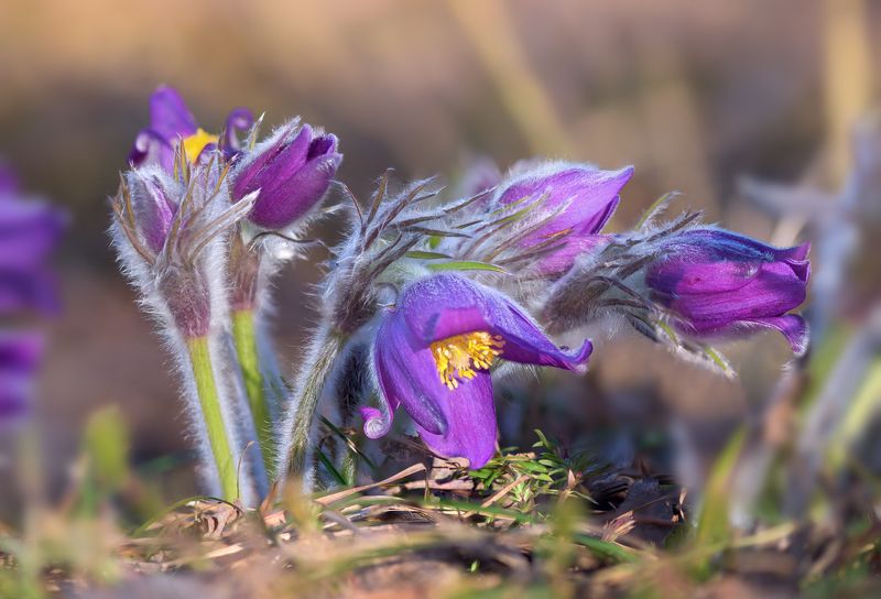 сон-трава Поклонение солнцу фото превью