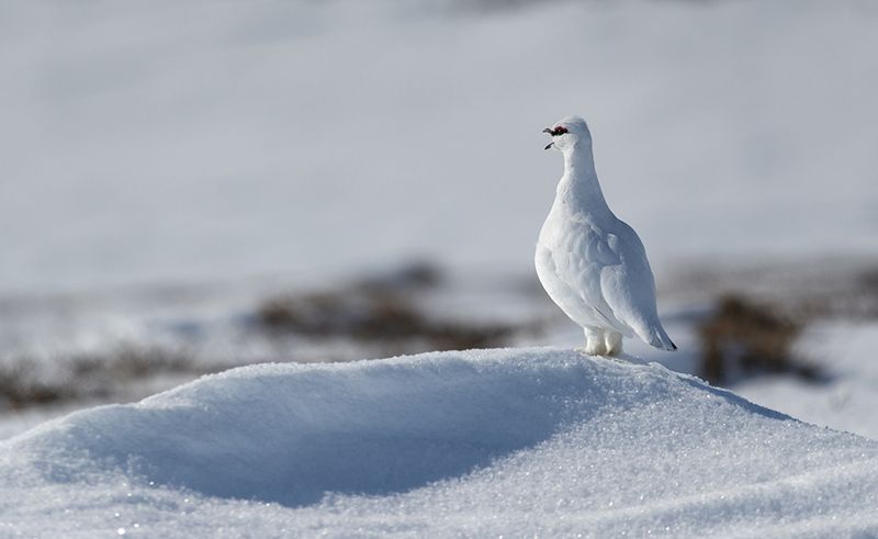 чукотка,арктика,север, тундра, птицы, куропатка, тундрянная куропатка Тундрянная куропатка - весна...photo preview
