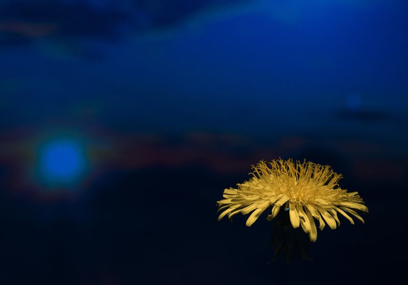 ночь,природа,ночное небо,цветы,одуванчик, облака, На фоне ночиphoto preview