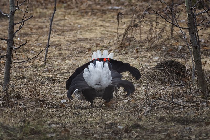 тетерев (самка, самец)photo preview