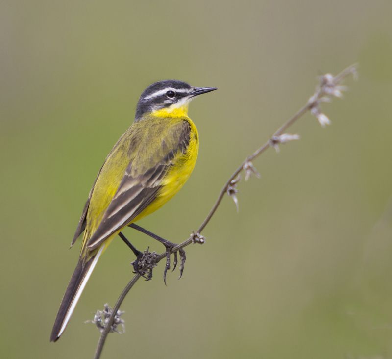 30 грамм солнышкаphoto preview