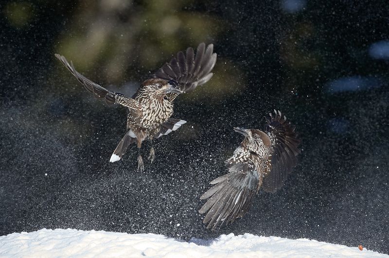 nature, wildlife, birds ***photo preview