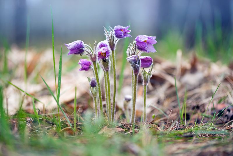 сон-трава Купаясь в солнечный лучах фото превью