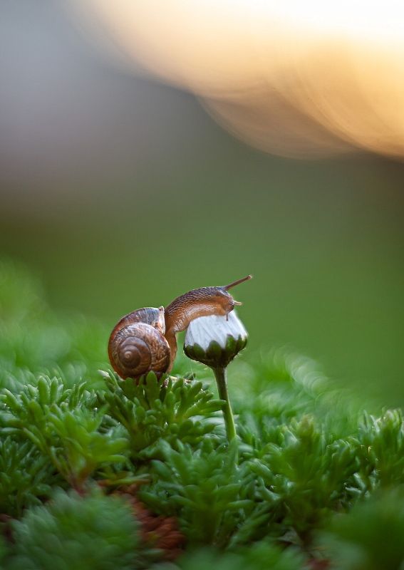 Про неё и цветокphoto preview