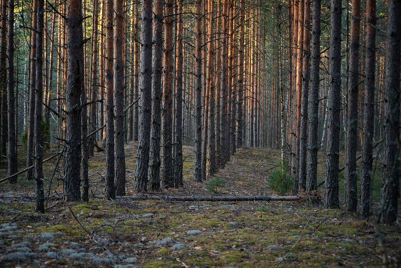 мещёра, рязанская область, сосны, весна, сосновый лес, мох В коридорах весныphoto preview