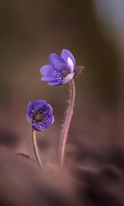 Если б не было тебя...photo preview