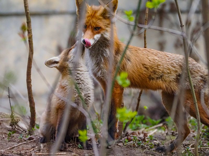 мама вернулась фото превью