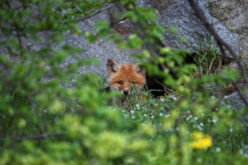 beautiful, красивый, moment, момент, nature, природа, весенняя, spring, весна, wildlife, animal, животное, forest, лесное, fluffy, пушистый, fox cub, лисенок, foxes, лисята, Случайная встреча :)photo preview