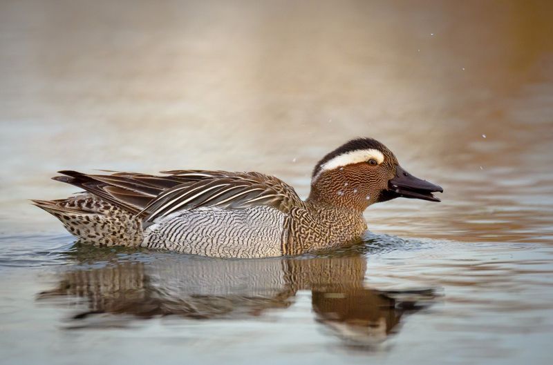 чирок, трескунок, чирок-трескунок, spatula querquedula, утка, подмосковье, птицы россии, водные птицы Эй, пёстрыйphoto preview