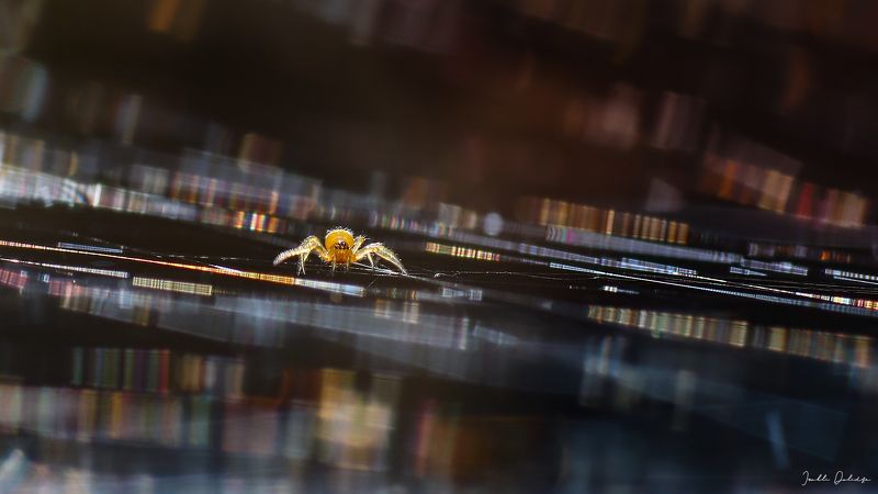 spider, newborn, macro, close up, nature, outdoor, spider web Newbornphoto preview