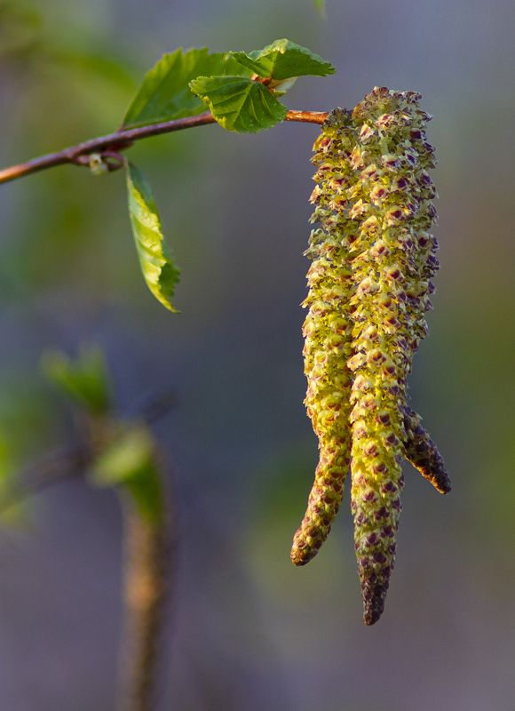 природа,весна,береза,макро,сережка березы Сережкиphoto preview