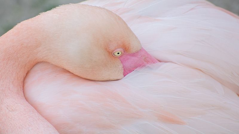 PRO Фламинго..photo preview