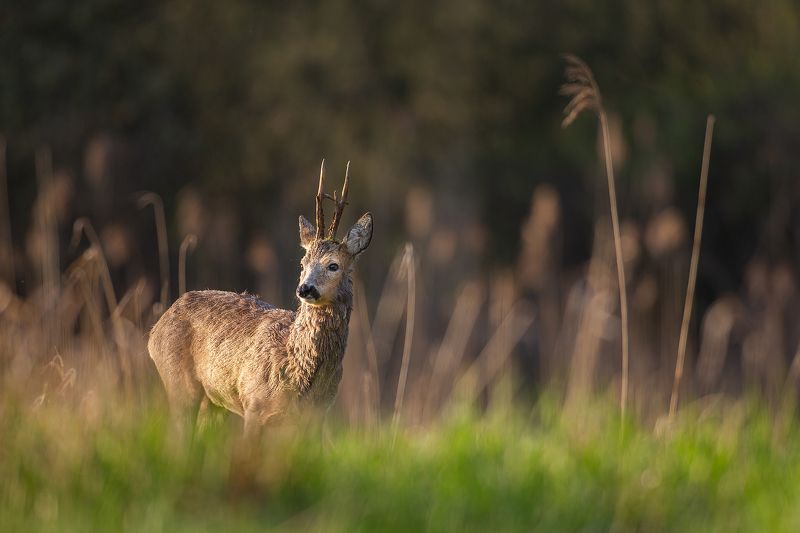 #roebuck #wildphotography #nature #animals #polska Roebuckphoto preview